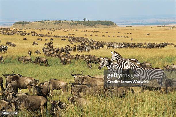 wildebeest and common zebra migration - kenya stock pictures, royalty-free photos & images