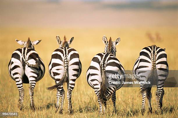 common zebra behinds  - safaridieren stockfoto's en -beelden