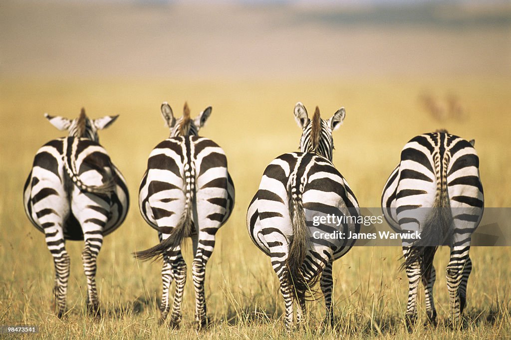Common zebra behinds 