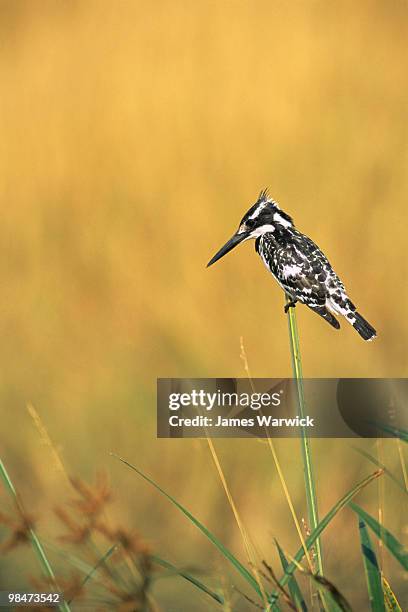 pied kingfisher on alert - pied kingfisher ceryle rudis stock pictures, royalty-free photos & images