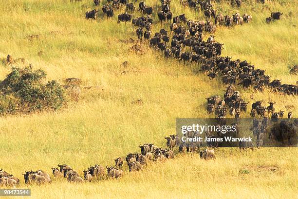 wildebeest descending oloololo escarpment  - escarpado fotografías e imágenes de stock