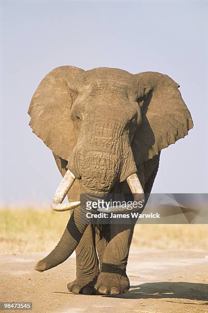african bull elephant - tusk stock pictures, royalty-free photos & images