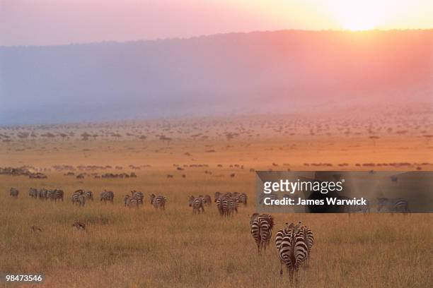 common zebras and wildebeest at sunset - escarpado fotografías e imágenes de stock