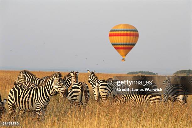 common zebras and hot air balloon safari - masai mara national reserve fotografías e imágenes de stock