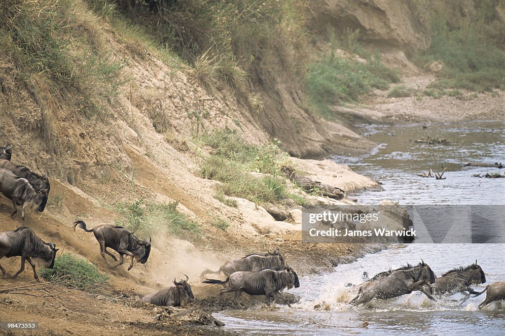 Wildebeest crossing Mara River