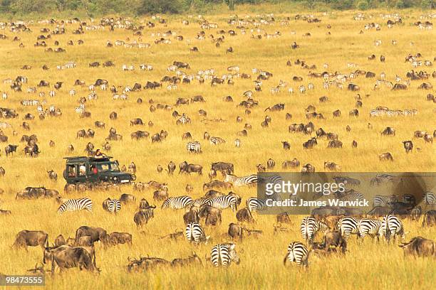 tourists watching wildebeest and zebra migration - kenia fotografías e imágenes de stock