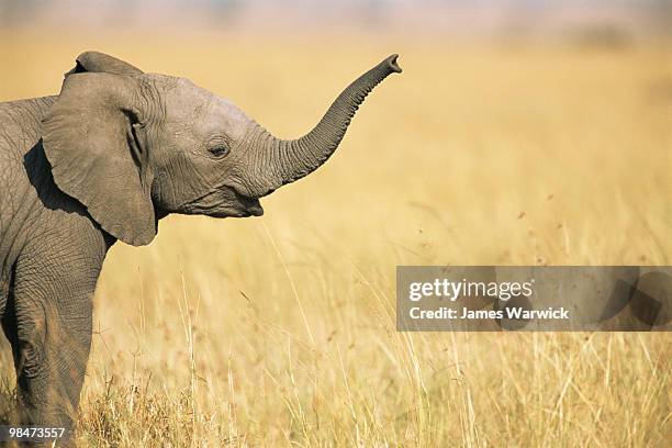 african elephant baby extending trunk - elephant head fotografías e imágenes de stock