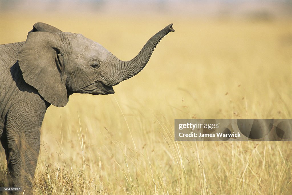 African elephant baby extending trunk