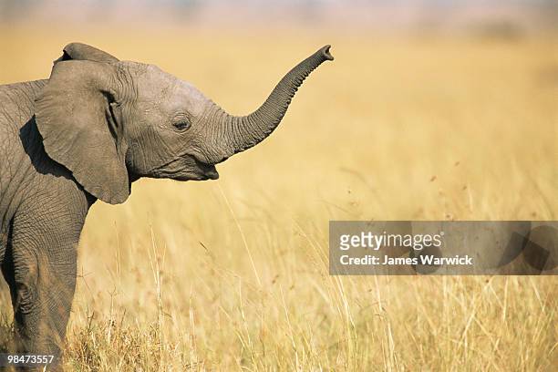 african elephant baby extending trunk - animal nose bildbanksfoton och bilder