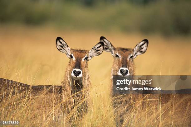 defassa waterbucks on alert - defassa waterbuck stock pictures, royalty-free photos & images