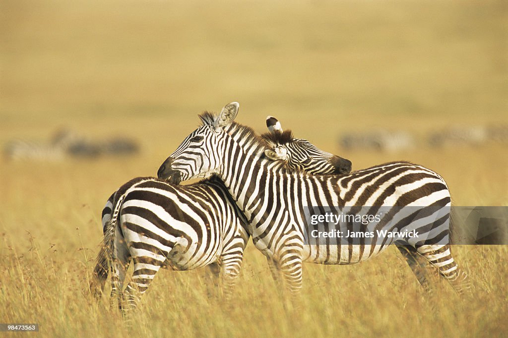 Common zebras grooming each other
