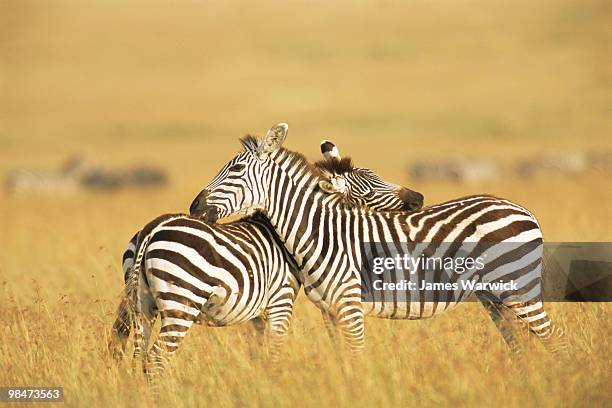 common zebras grooming each other - zebra stockfoto's en -beelden