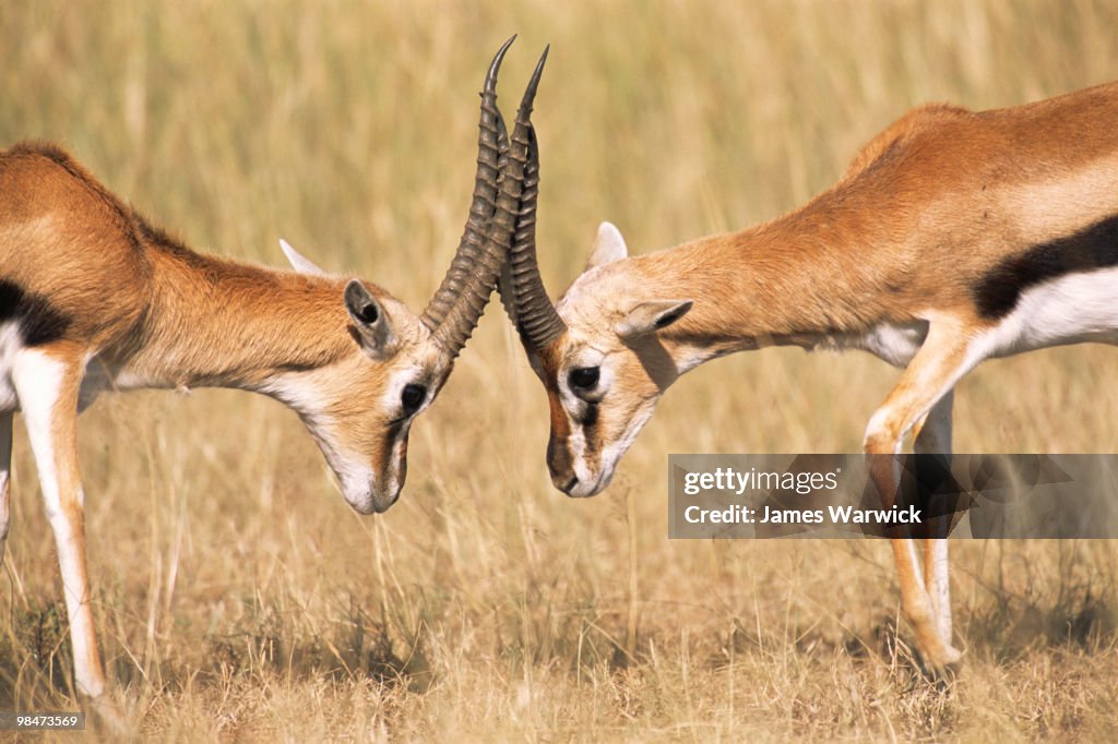 Thomson's gazelles fighting