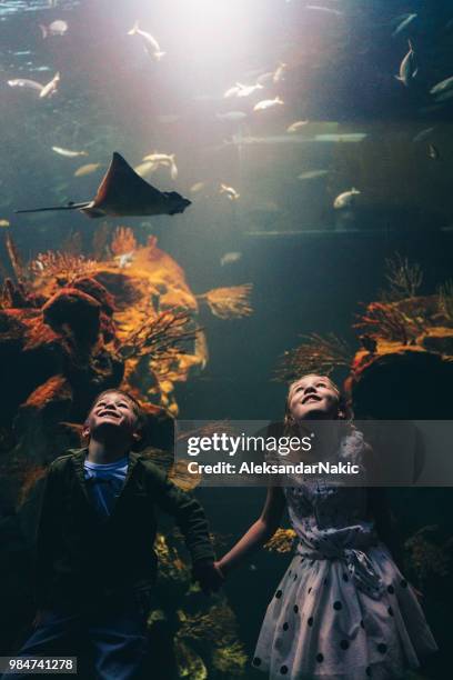 kids discovering underwater world - aquarium stock pictures, royalty-free photos & images