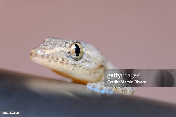 thirsty gecko - newt stock pictures, royalty-free photos & images