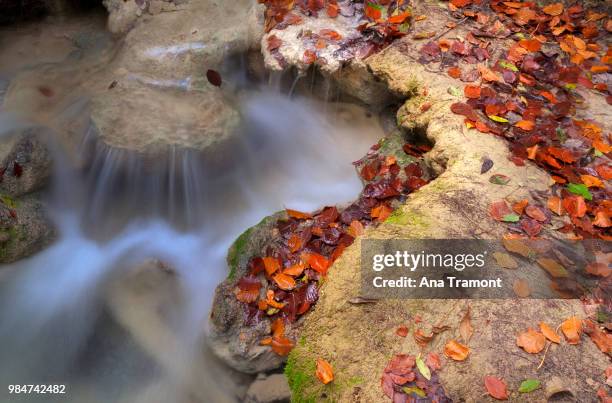 les feuilles mortes - feuilles stockfoto's en -beelden