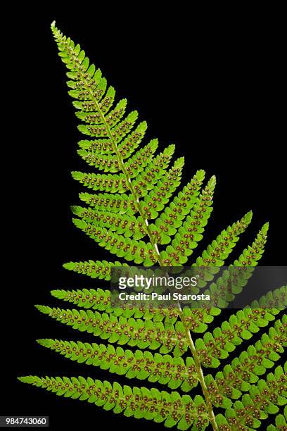 dryopteris filix-mas (male fern, male woodfern, malefern) - sori (sporangia, spores) on a fertile leaf (frond) - esporângio imagens e fotografias de stock