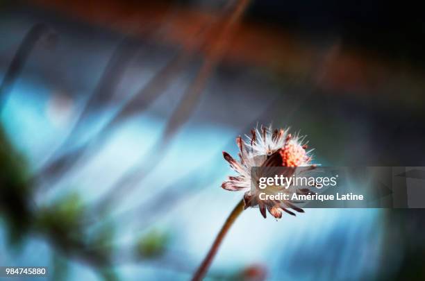 autumn flower - amérique latine stock pictures, royalty-free photos & images