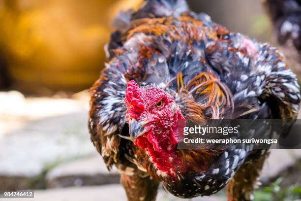 119 Cock's Comb Photos and Premium High Res Pictures - Getty Images