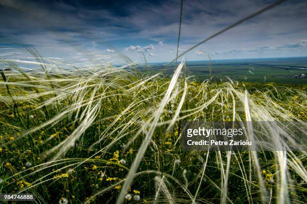 stipa in the sky - stipa stock pictures, royalty-free photos & images