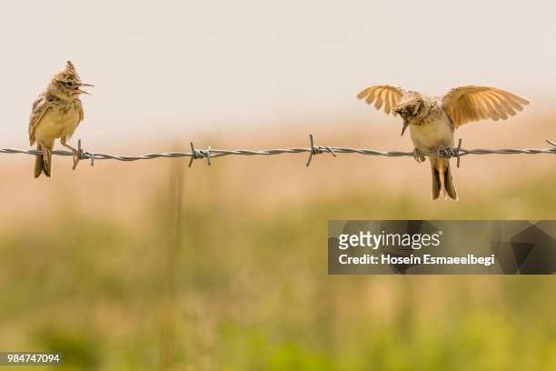 birds 31 crested lark 1 - crested lark stock pictures, royalty-free photos & images
