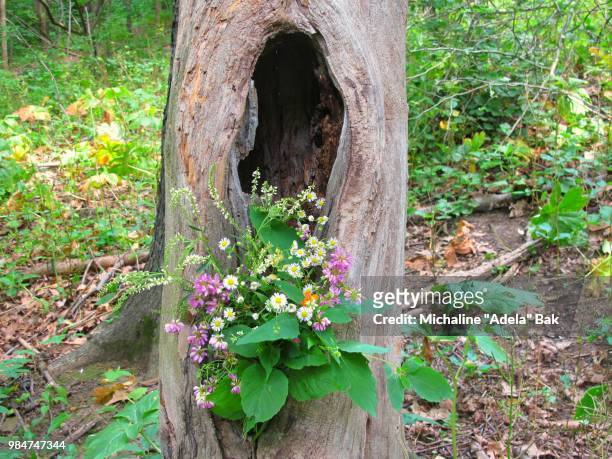 wild flowers in the woods - adela stockfoto's en -beelden