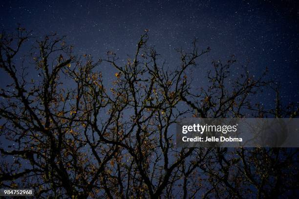 Moonlit Tree Photos et images de collection - Getty Images