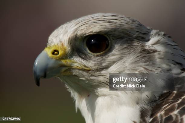 close-up of gyrfalcon head against blurred background - gyrfalcon bildbanksfoton och bilder