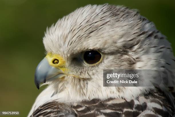 close-up of gyrfalcon head against green background - gyrfalcon bildbanksfoton och bilder