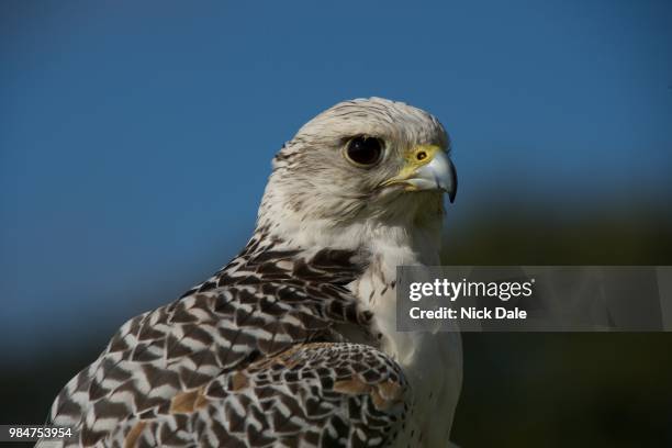 close-up of gyrfalcon against trees and sky - gyrfalcon bildbanksfoton och bilder