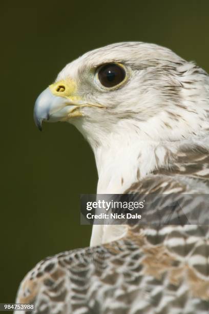 close-up of head and neck of gyrfalcon - gyrfalcon fotografías e imágenes de stock