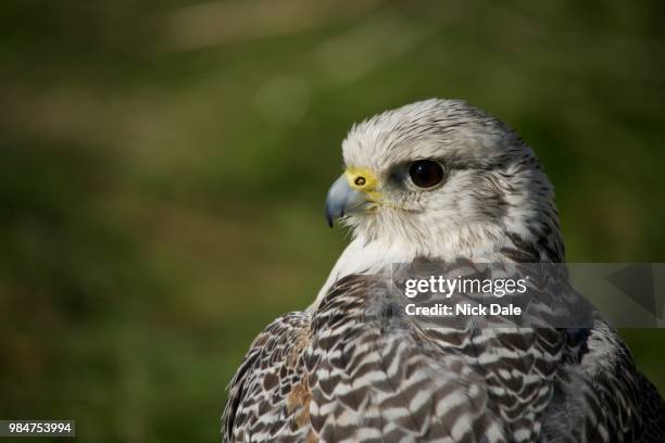 close-up of head and wings of gyrfalcon - gyrfalcon fotografías e imágenes de stock