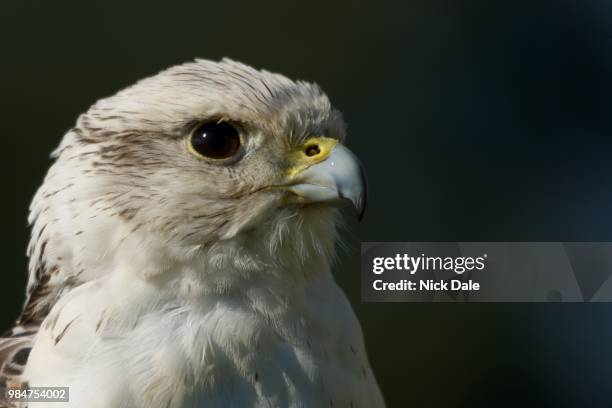 close-up of head of gyrfalcon in profile - gyrfalcon fotografías e imágenes de stock