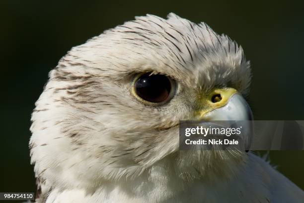 close-up of white gyrfalcon head in profile - gyrfalcon bildbanksfoton och bilder