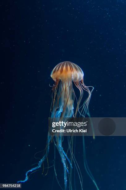 upwards - jellyfish stock pictures, royalty-free photos & images