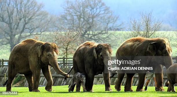 Four-day old elephant calf beside his first-time mother, Karishma , at Whipsnade Zoo near Dunstable, central England on April 15, 2010. The calf, who...