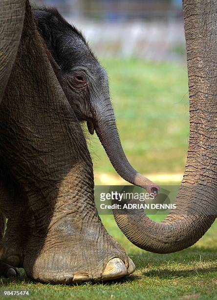 Four-day old elephant calf beside his first-time mother, Karishma , at Whipsnade Zoo near Dunstable, central England on April 15, 2010. The calf, who...