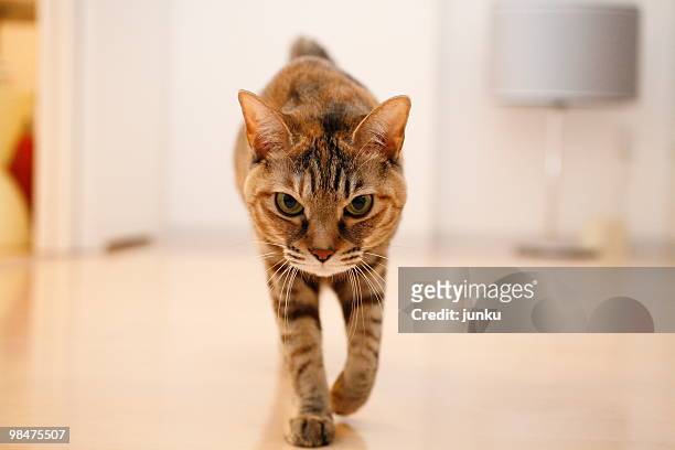 angry cat - cat walking stock pictures, royalty-free photos & images