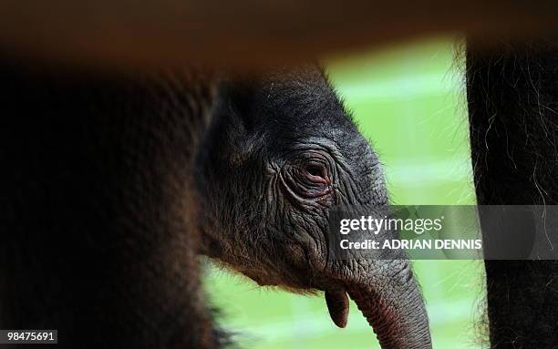 Four-day old elephant calf is seen throught the legs of his first-time mother, Karishma, at Whipsnade Zoo near Dunstable, central England on April...