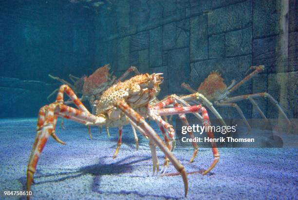 65 Japanese Spider Crab Stock Photos, High-Res Pictures, and Images