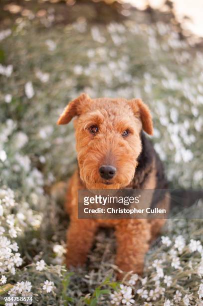 dog on flower bed - airedale terrier stock pictures, royalty-free photos & images