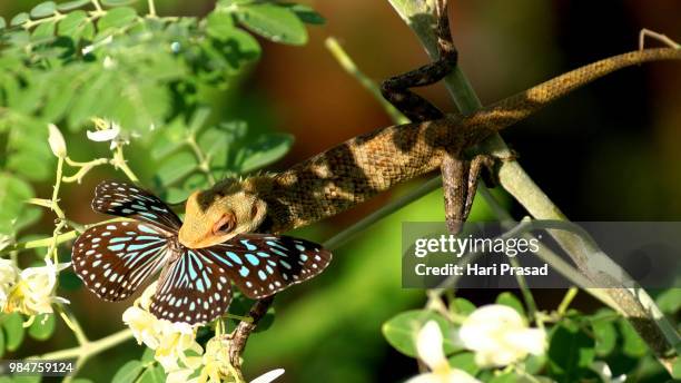Agama lizard catching butterflies photo WP00060