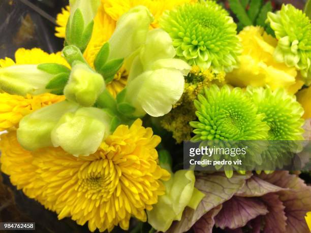 colourful flowers - vit stockfoto's en -beelden