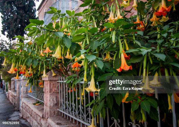 bell flowers - koper photos et images de collection