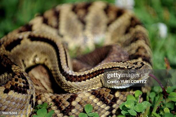 Poisonous neotropical rattlesnake is pictured on April 12, 2010 at the serpentarium of the Clodomiro Picado Institute in Coronado, some 8 kilometers...