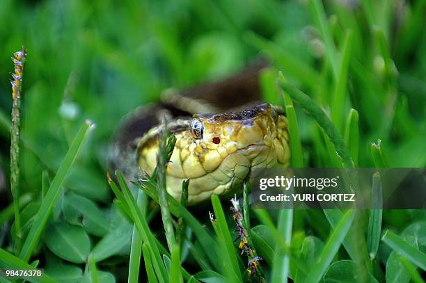 Poisonous Fer-de-lance snake is pictured on April 12, 2010 at the serpentarium of the Clodomiro Picado Institute in Coronado, some 8 kilometers...