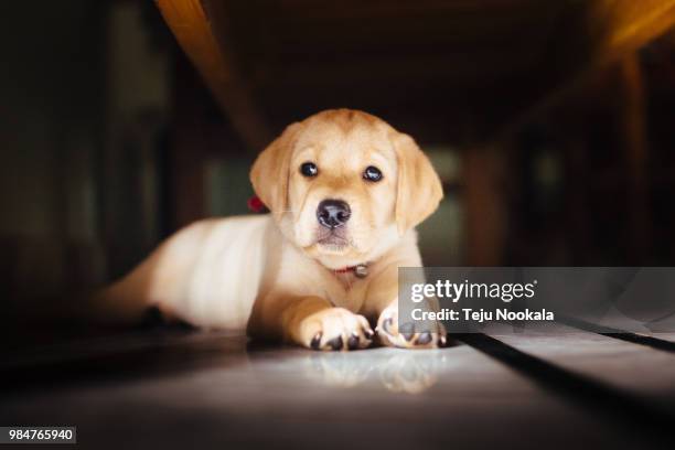 she is happiness - blonde labrador retriever stockfoto's en -beelden