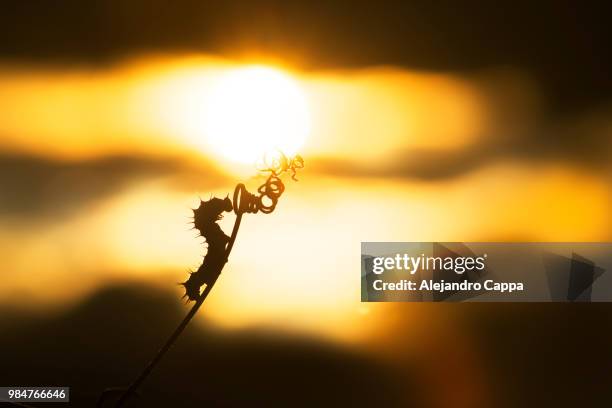 Caterpillar Reaching Sunset High-Res Stock Photo