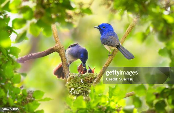 precious love - bird nest bildbanksfoton och bilder