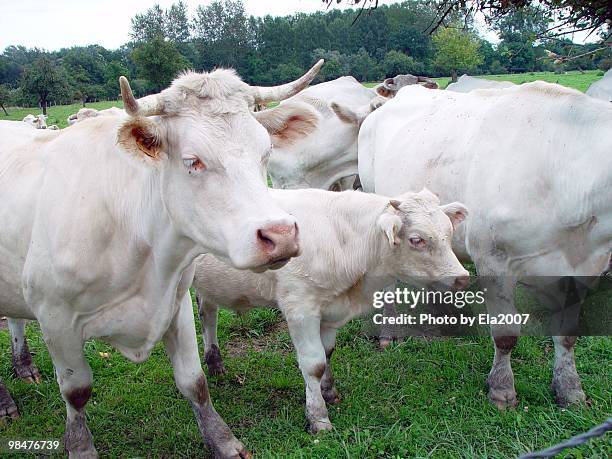 cows - ela2007 fotografías e imágenes de stock